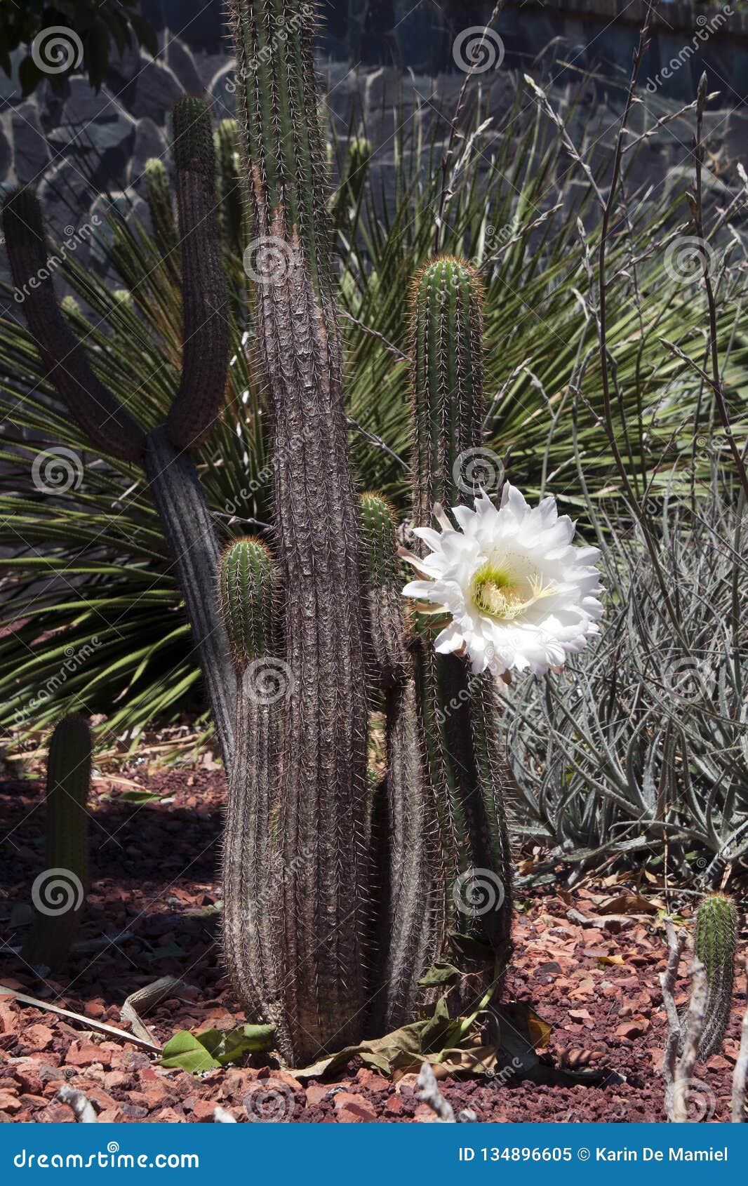 Flor Blanca Grande De Un Cactus Del Tubo De órgano Imagen de archivo -  Imagen de verde, tubo: 134896605