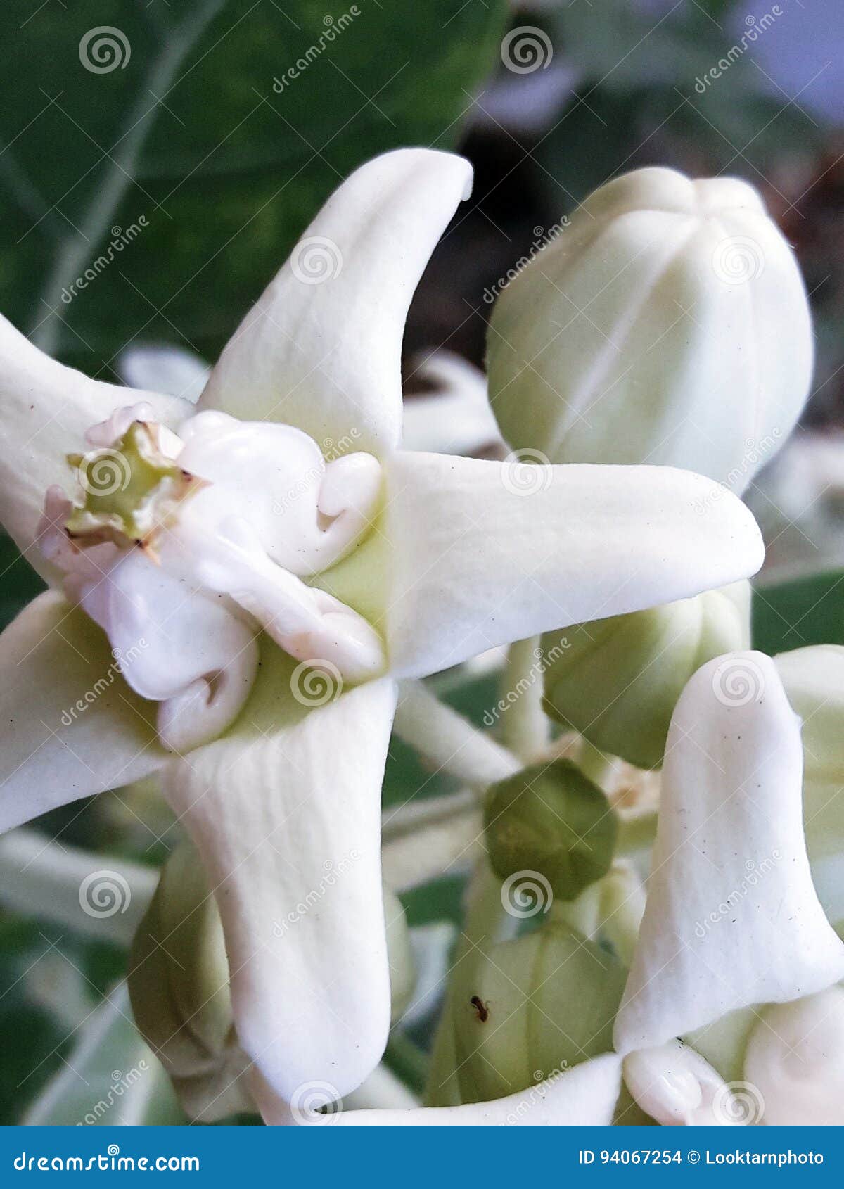 Flor Blanca Hermosa, Flor De La Corona Foto de archivo - Imagen de verde, color: 94067254 Flor Blanca Hermosa, Flor De La Corona Foto de archivo - Imagen de verde, color: 94067254