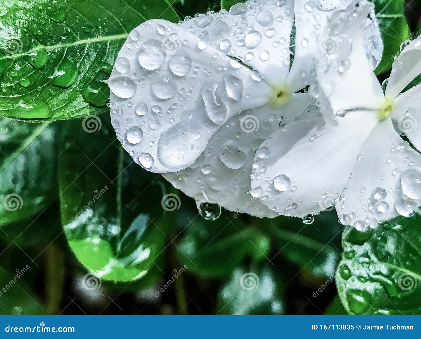 Flor Blanca Pura Con Gota De Agua Imagen de archivo - Imagen de primer, puro: 167113835 Flor Blanca Pura Con Gota De Agua Imagen de archivo - Imagen de primer, puro: 167113835