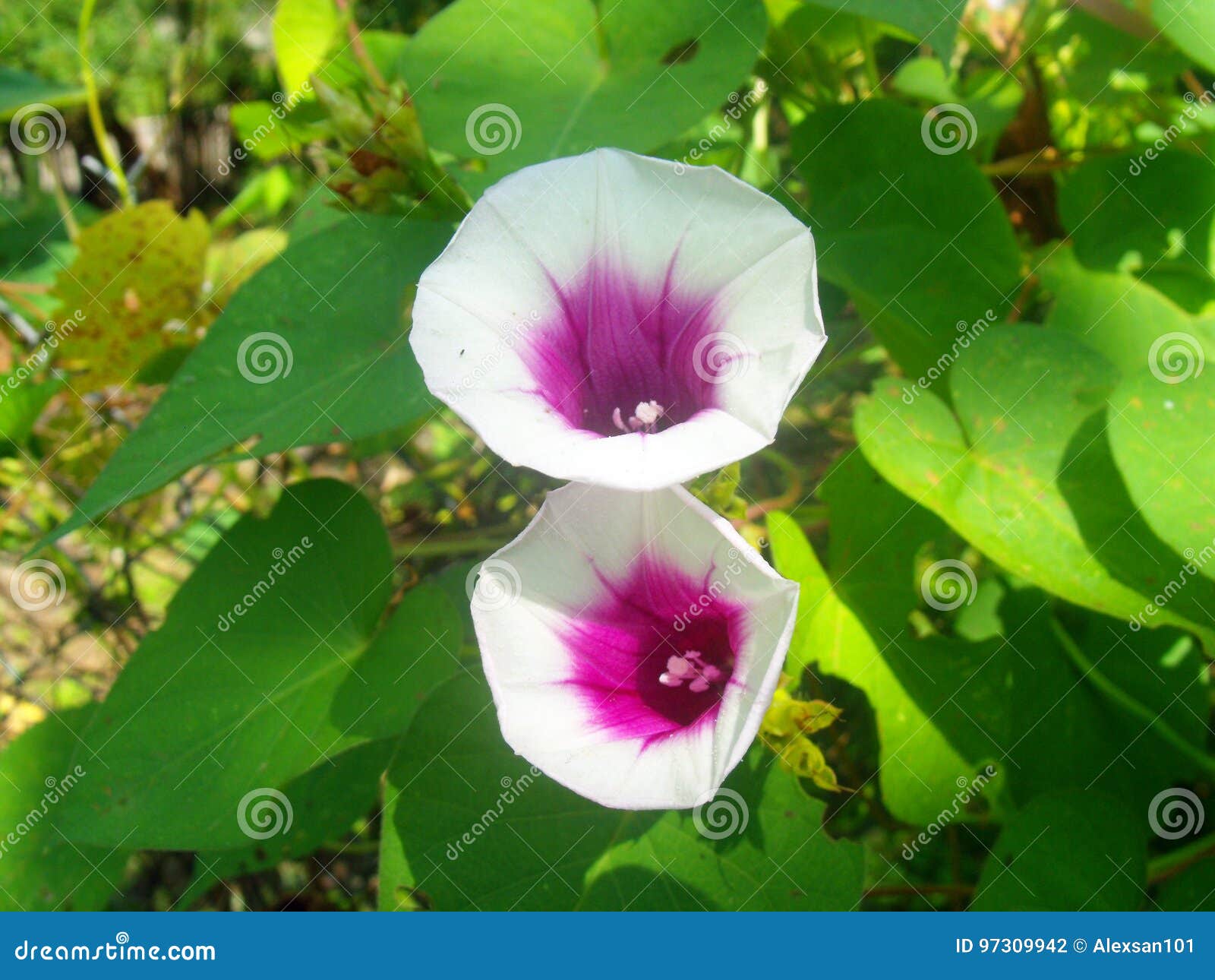 Flor blanca y violeta foto de archivo. Imagen de blanco - 97309942
