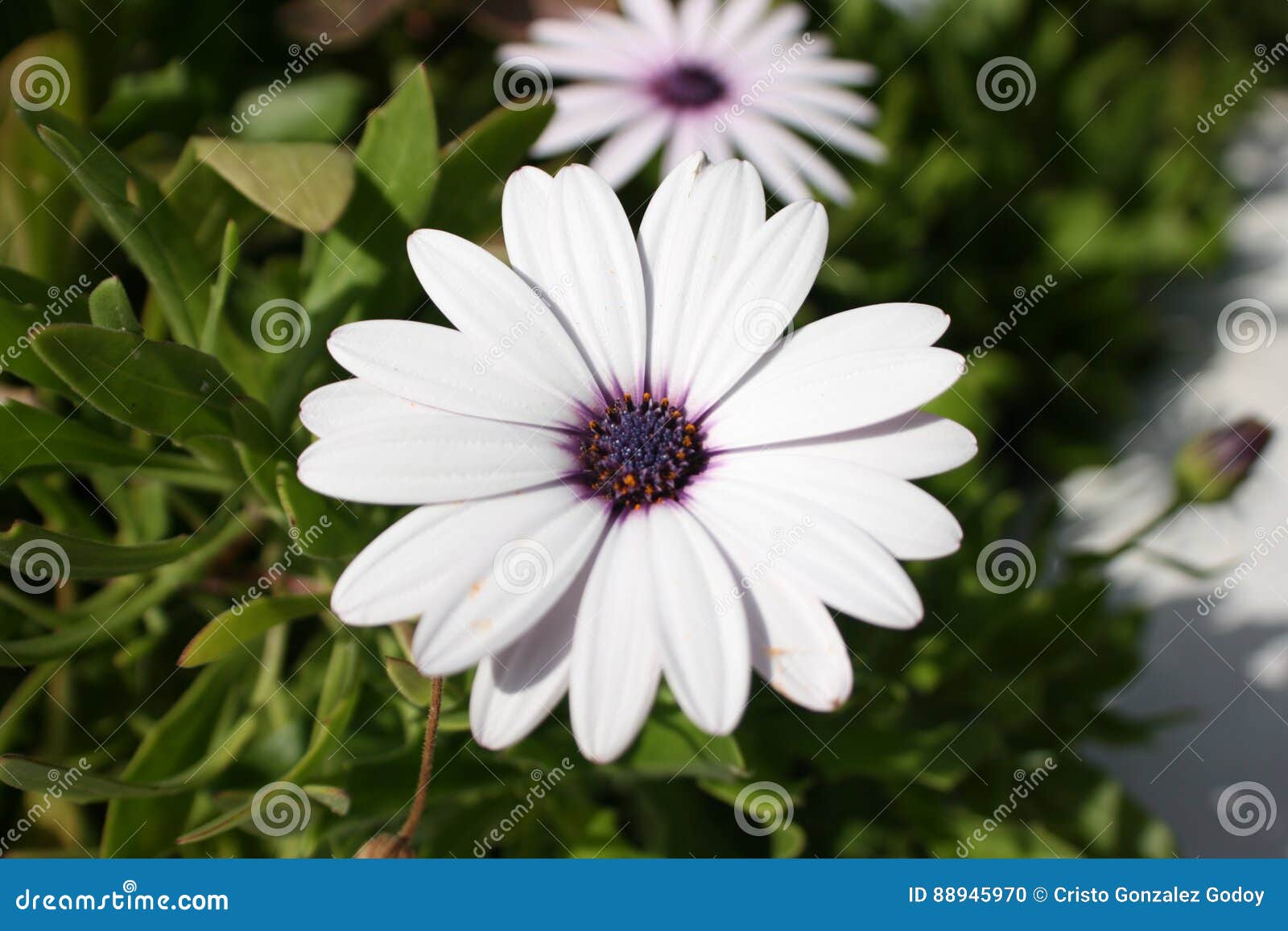 FLOR BLANCA Y VIOLETA FLORECIDA Foto de archivo - Imagen de flor,  florecido: 88945970