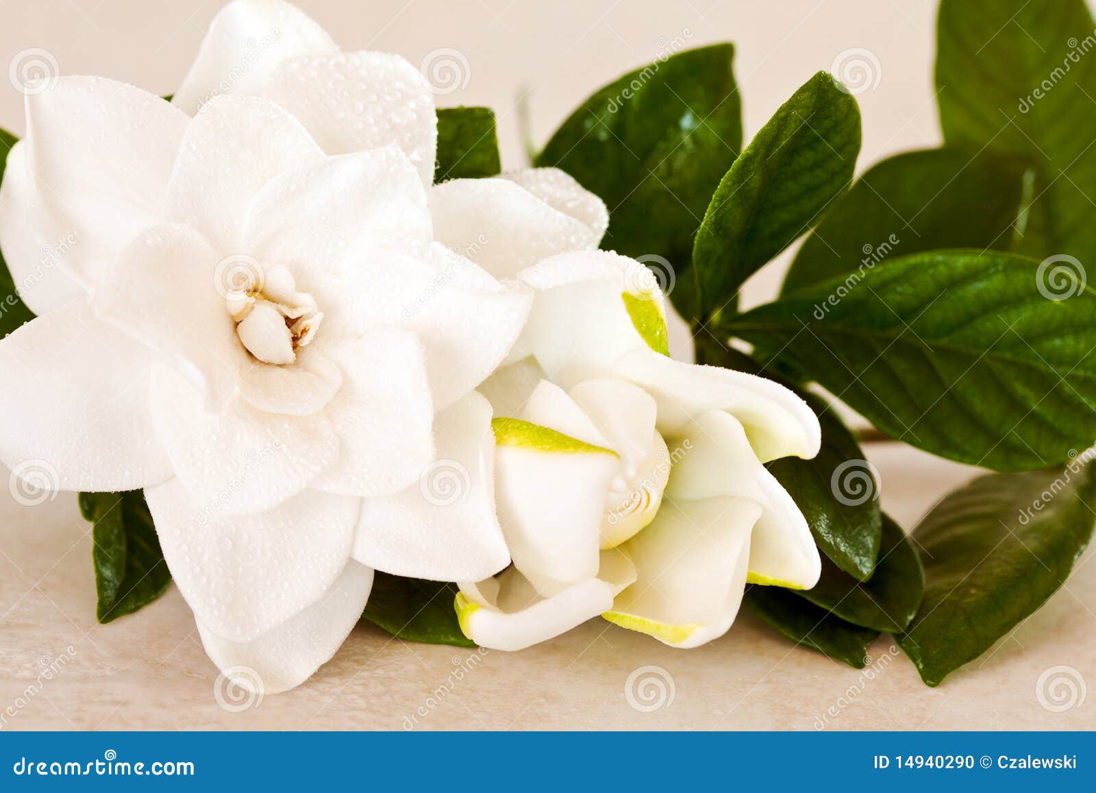 Flor blanco del Gardenia foto de archivo. Imagen de macro - 14940290 Flor blanco del Gardenia foto de archivo. Imagen de macro - 14940290