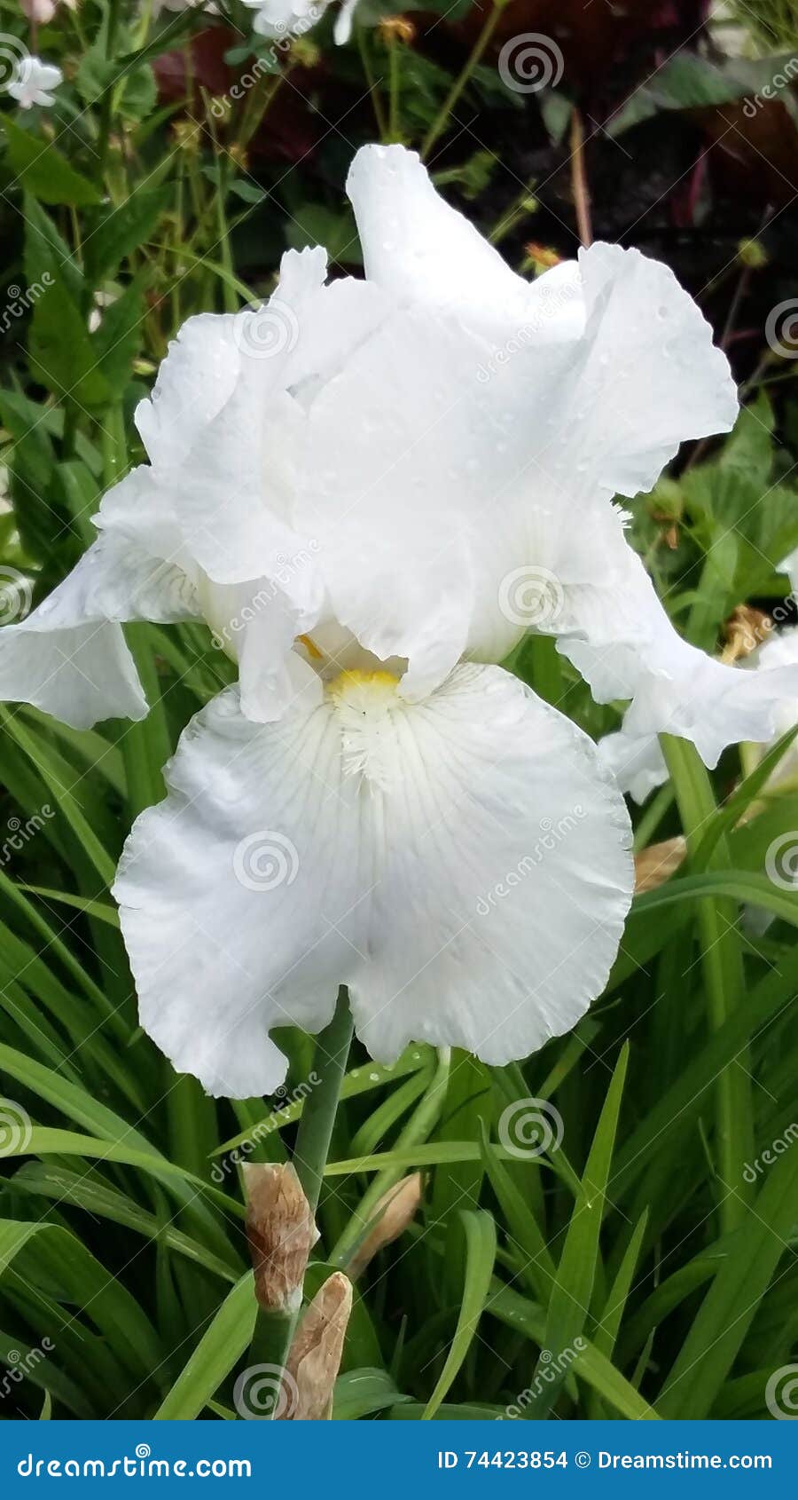 Flor blanco del iris foto de archivo. Imagen de diafragma - 74423854 Flor blanco del iris foto de archivo. Imagen de diafragma - 74423854