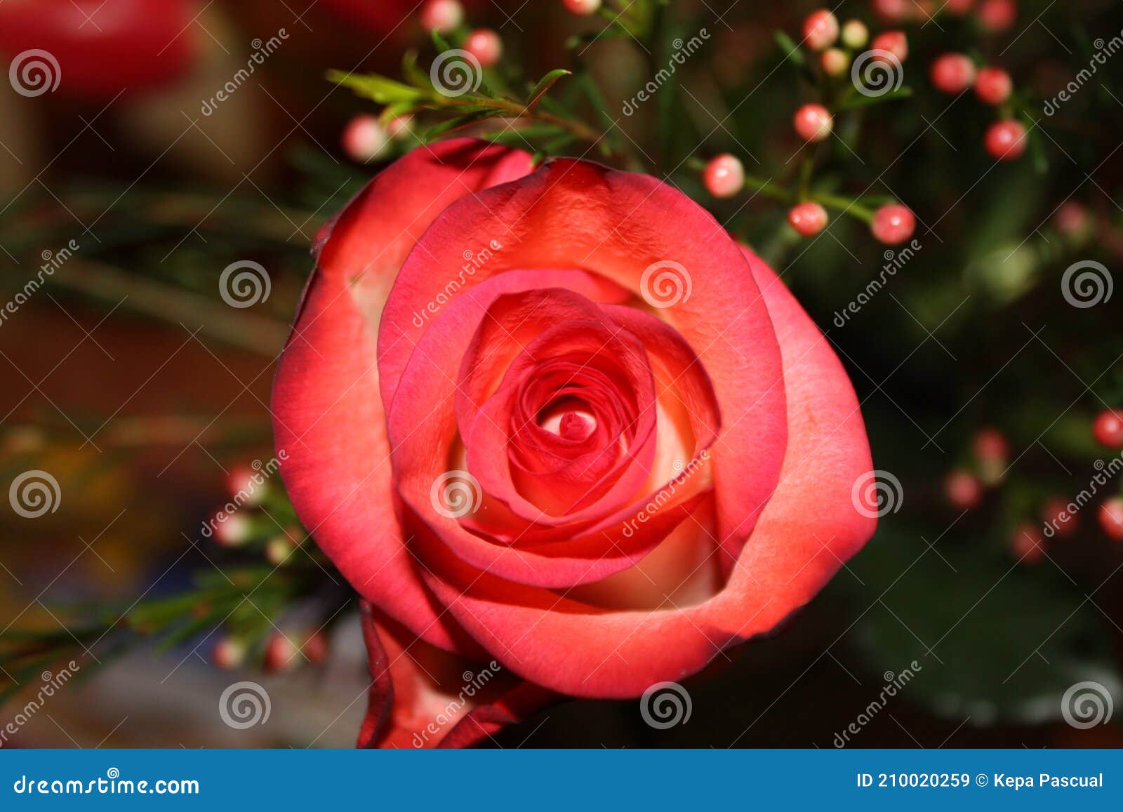 flor blosson roja