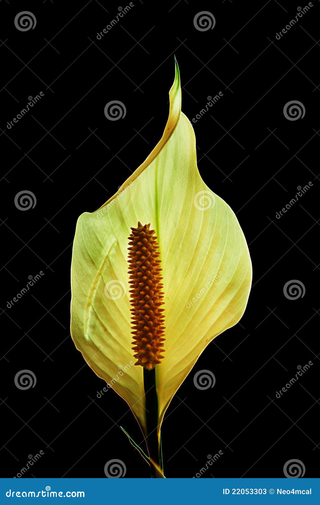 Flor Bonita Do Lírio De Paz Imagem de Stock - Imagem de crescimento, grupo:  22053303