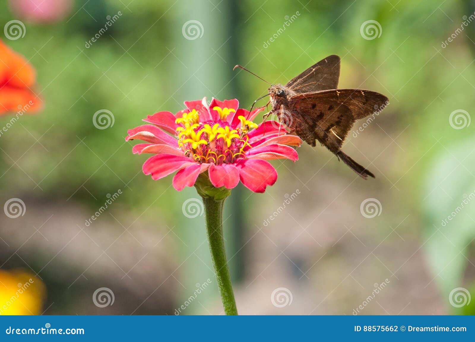 flor borboleta