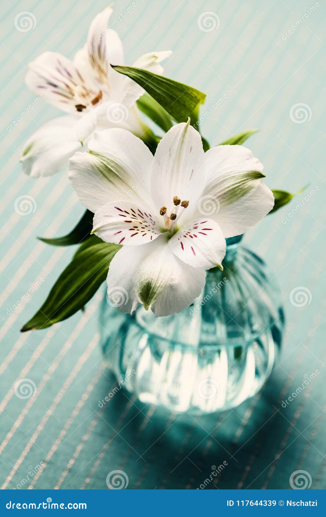 Flor Branca Bonita - Alstroemeria Ou Lírio Peruano Imagem de Stock - Imagem  de azul, flores: 117644339