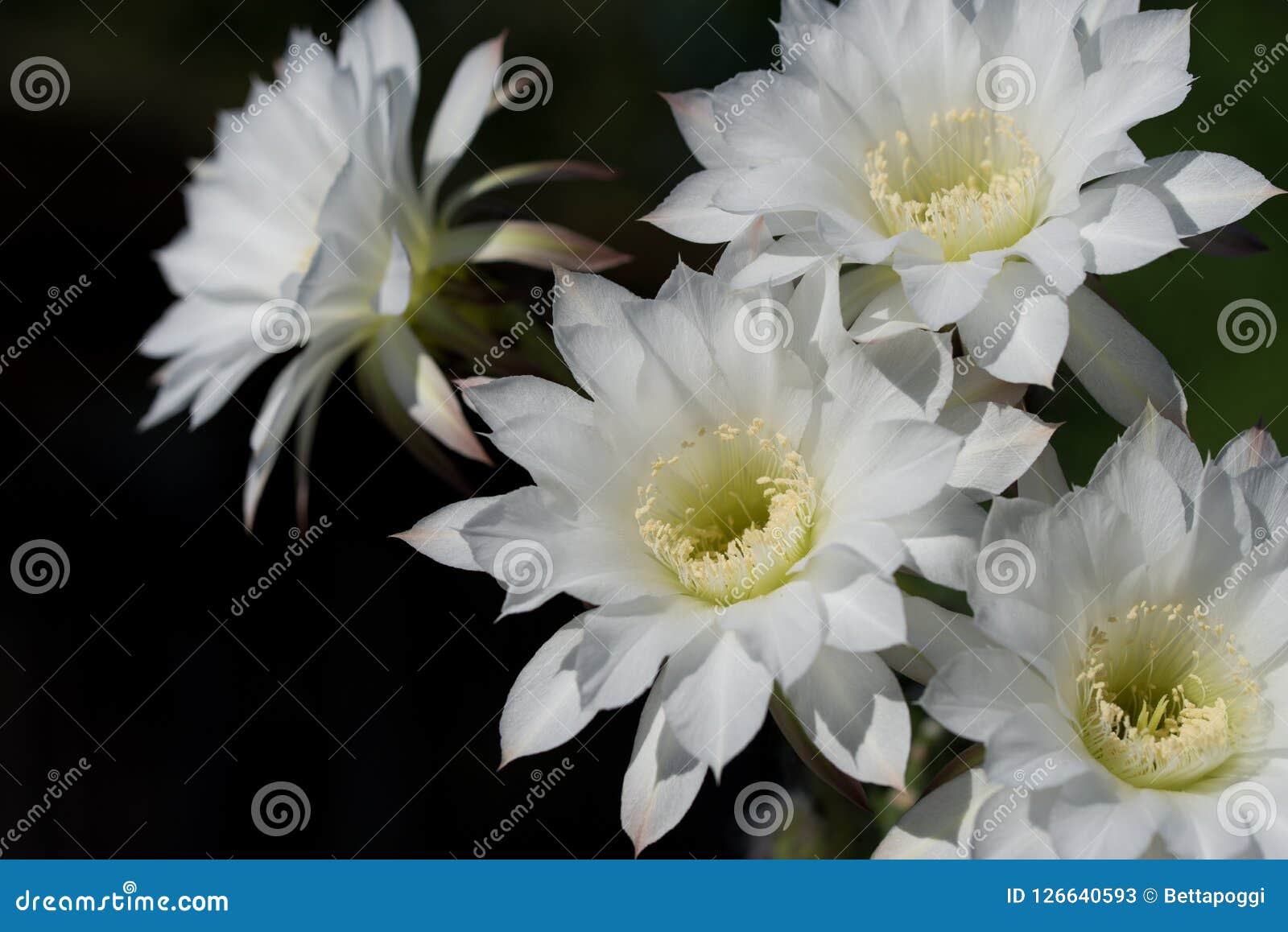 Flor Branca Bonita Do Cacto Echinopsis Que Floresce No Dia Da Luz Do Sol  Imagem de Stock - Imagem de suculento, encantador: 126640593