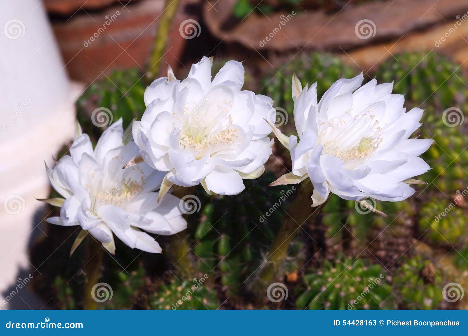 Flor Branca Bonita Do Cacto Em Tailândia Imagem de Stock - Imagem de  deserto, flor: 54428163