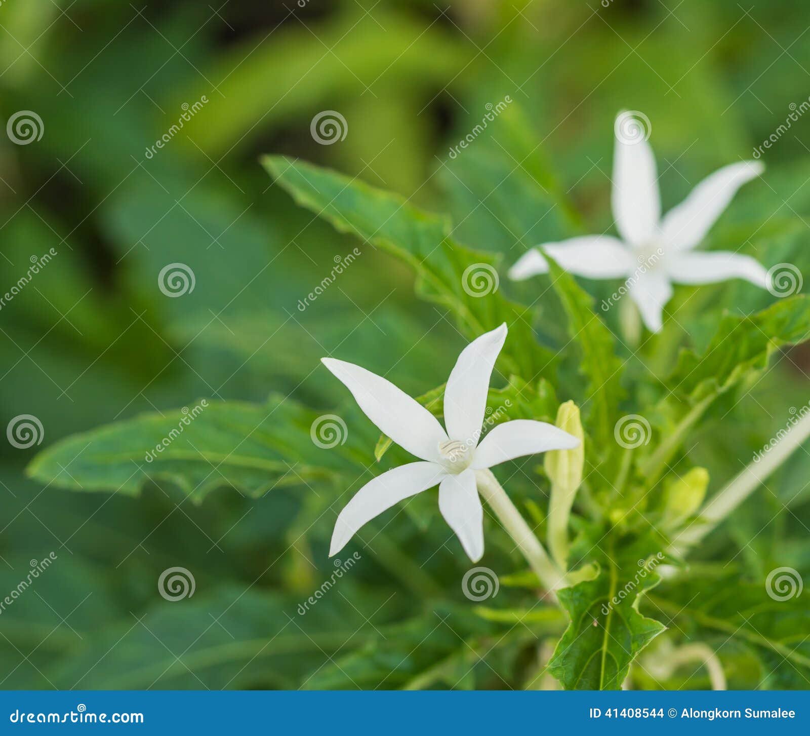 Flor Branca Bonita Do Close Up Da Estrela De Belém (Laurentia L Foto de  Stock - Imagem de folhagem, frescor: 41408544