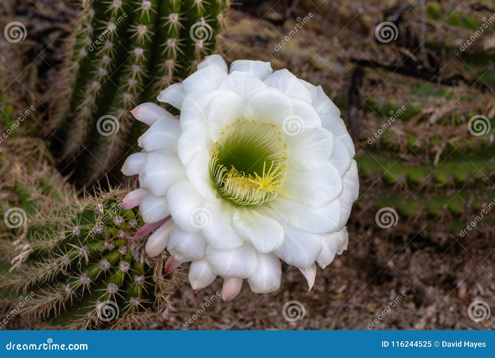 Flor Branca, Cacto Gigante De Argentina De Ámérica Do Sul Imagem de Stock -  Imagem de exterior, grande: 116244525