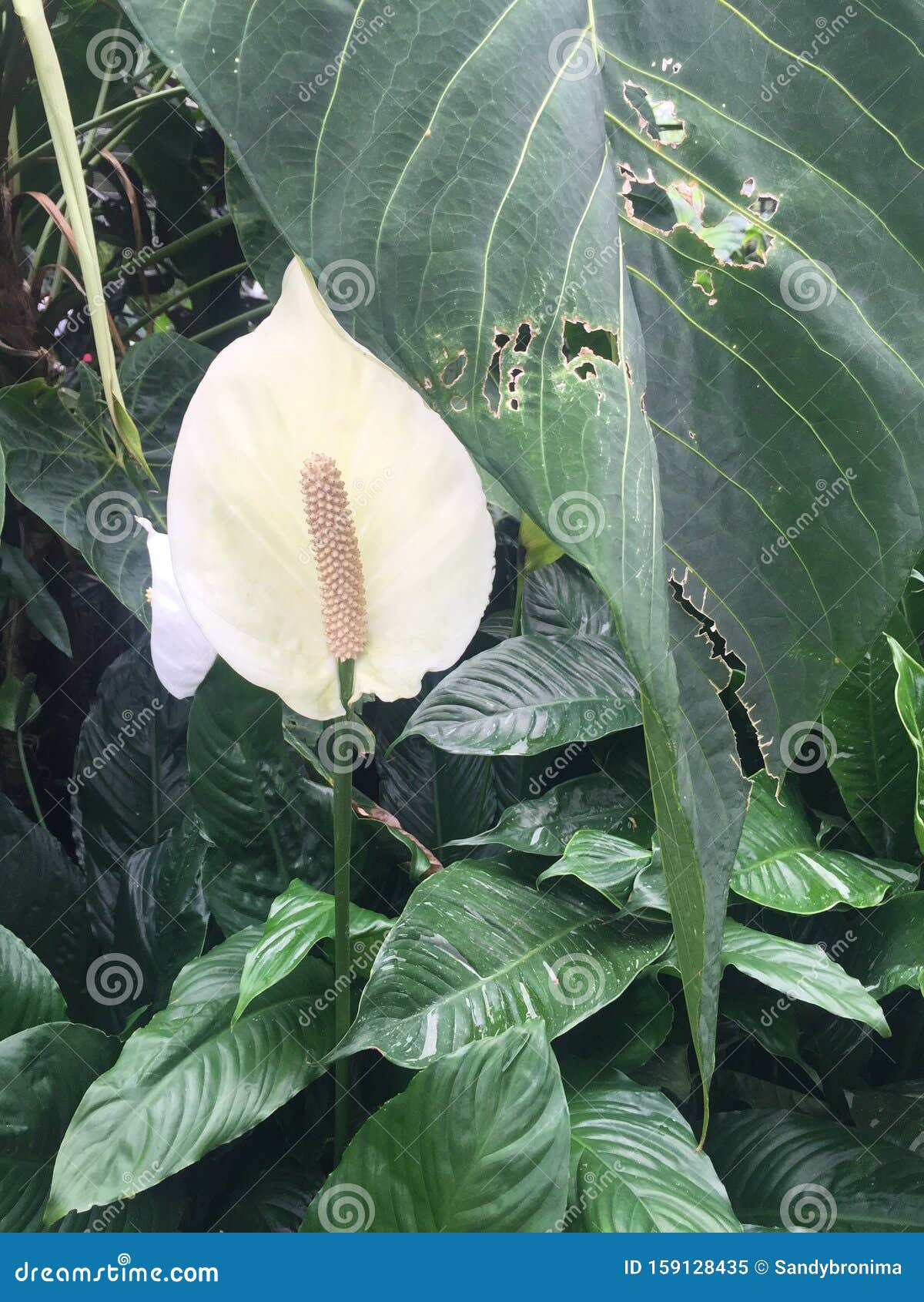 Flor Branca Com Caule Longo Imagem de Stock - Imagem de branco, plantas:  159128435
