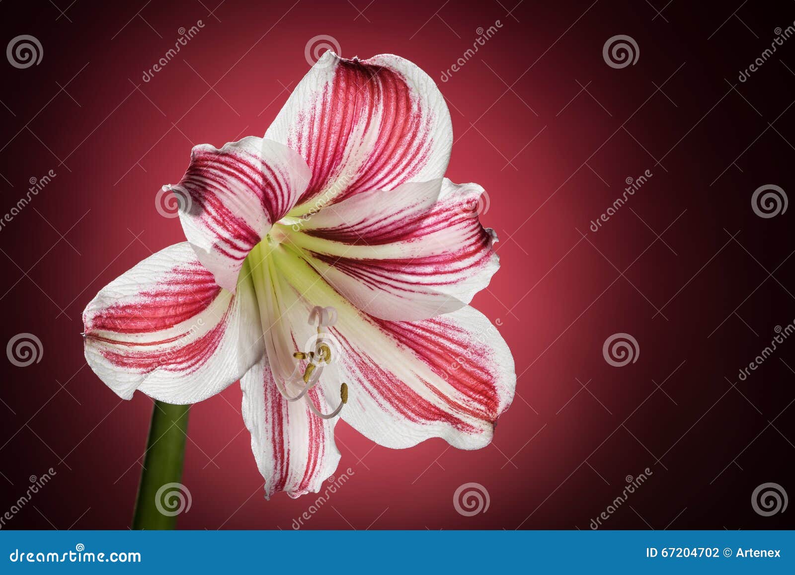 Flor Branca Da Amarílis Com Listras Vermelhas Flor De Florescência Natural  Da Flor Hippeastrum Foto de Stock - Imagem de fundo, branco: 67204702