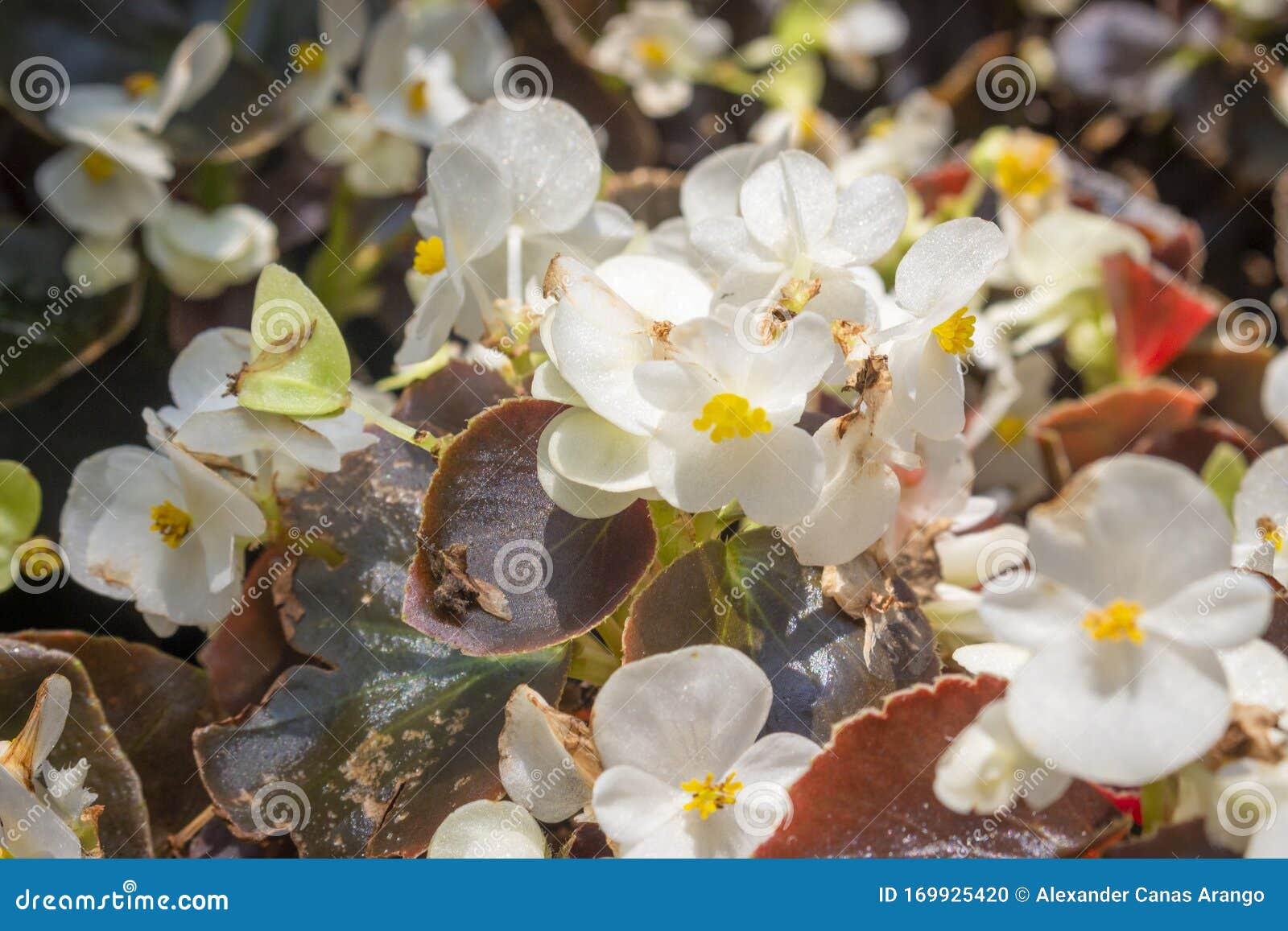 Flor Branca Da Begônia Para Foto de Stock - Imagem de fresco, nave:  169925420