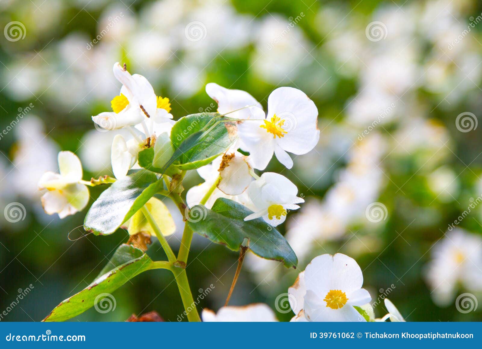 Flor branca da begônia foto de stock. Imagem de biologia - 39761062
