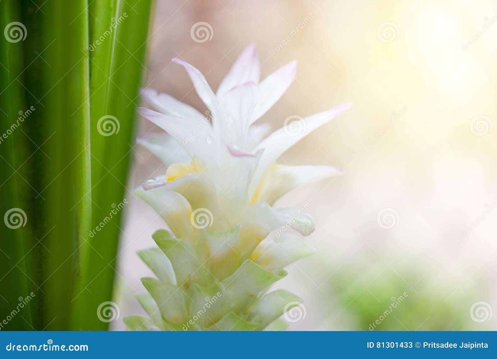 Flor branca da cúrcuma imagem de stock. Imagem de flor - 81301433