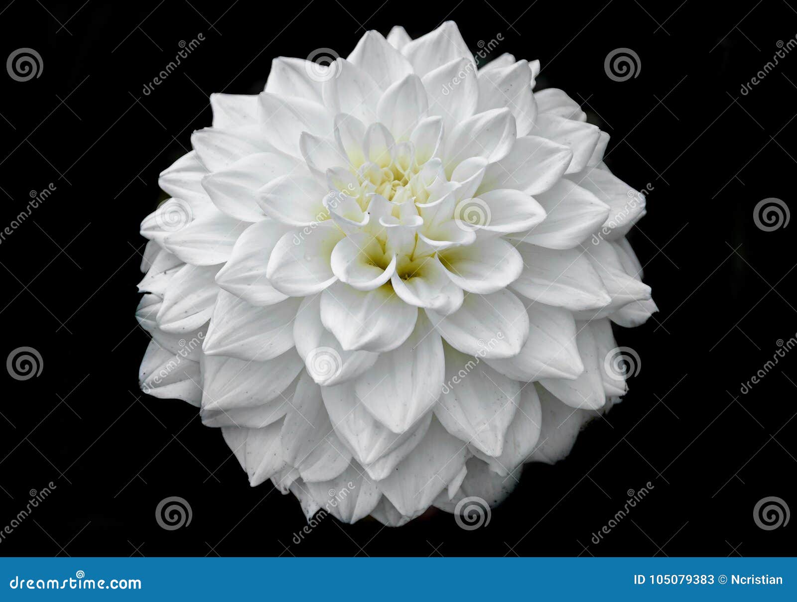 Flor Branca Da Dália Com Botão, Pétalas Do Teste Padrão, Fundo Preto,  Imagem de Stock - Imagem de beleza, preto: 105079383