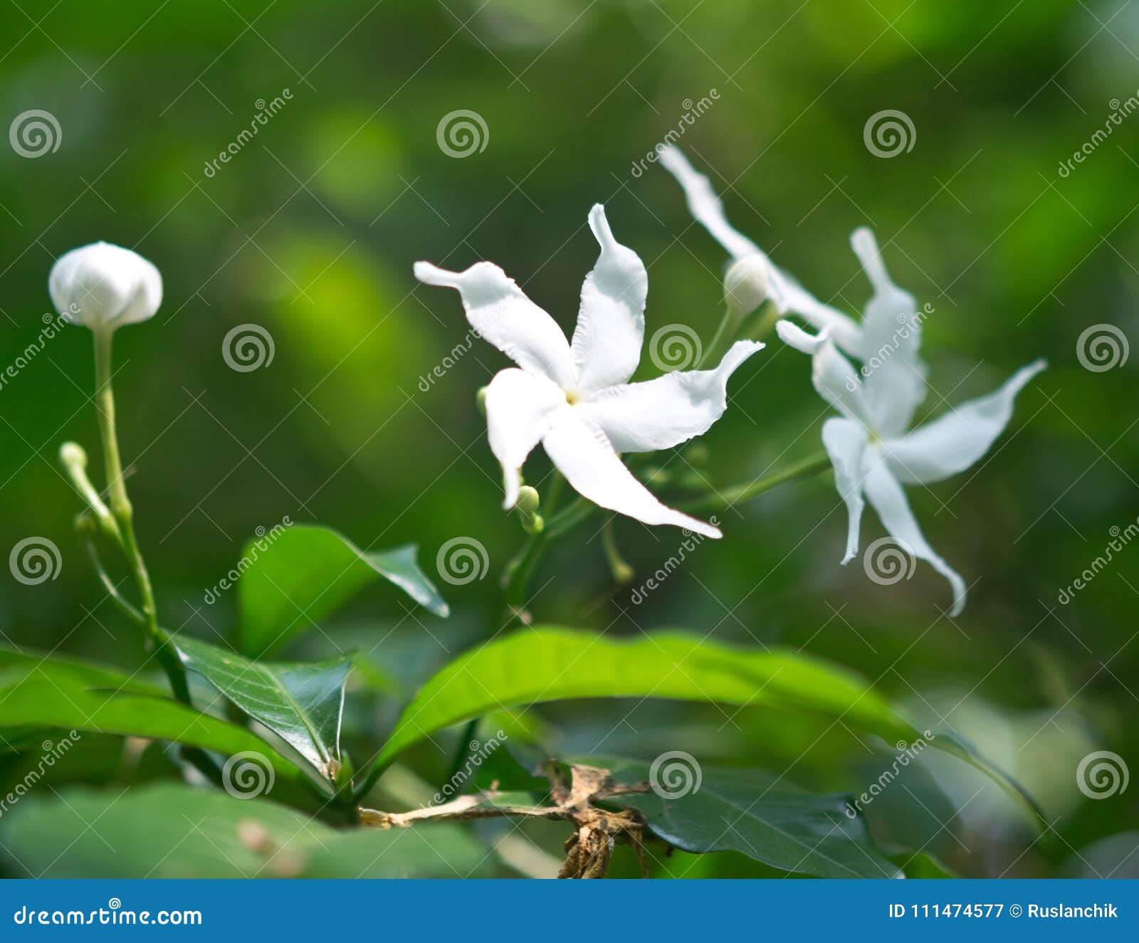 Flor branca da estrela imagem de stock. Imagem de bonito - 111474577