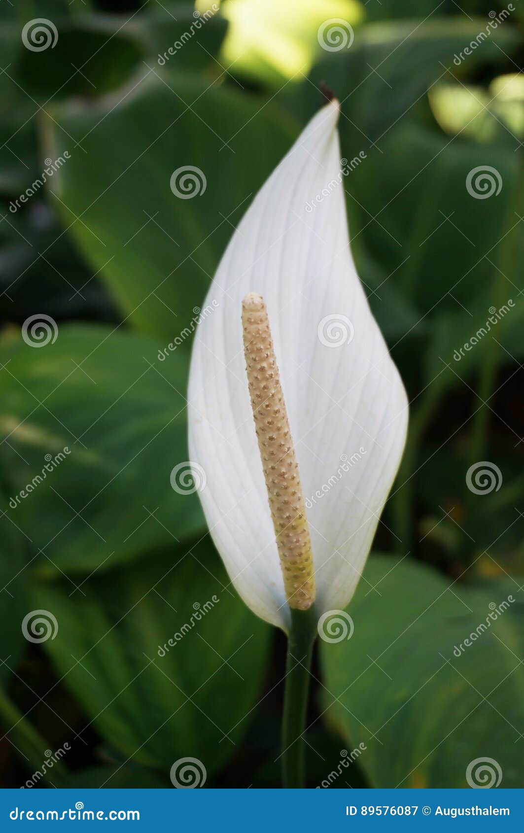 Flor Branca Da Planta De Flamingo Imagem de Stock - Imagem de agricultura,  beleza: 89576087