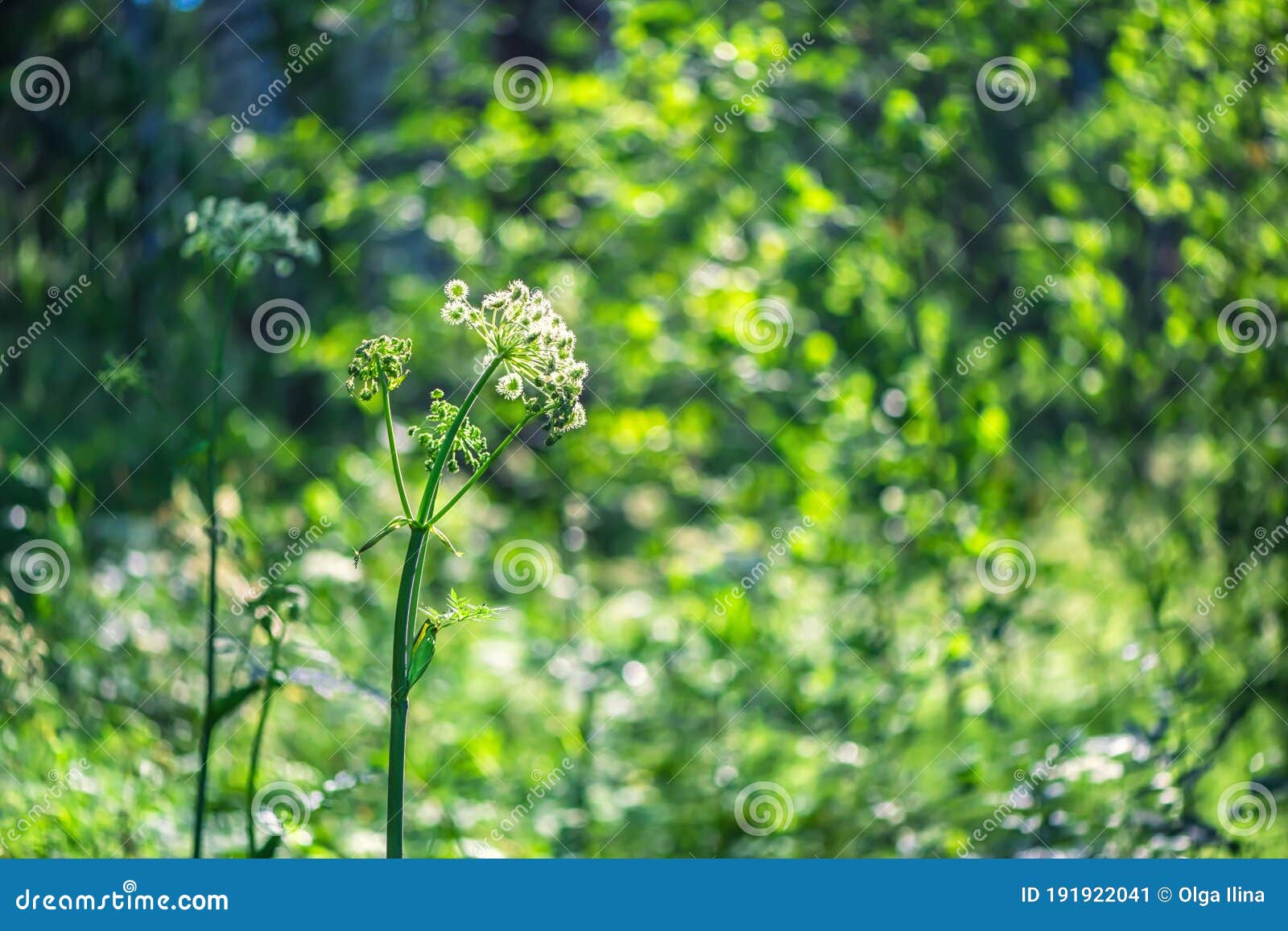 Flor Branca De Angélica Na Floresta De Verão. Luz Solar Natural Imagem de  Stock - Imagem de crescimento, exterior: 191922041