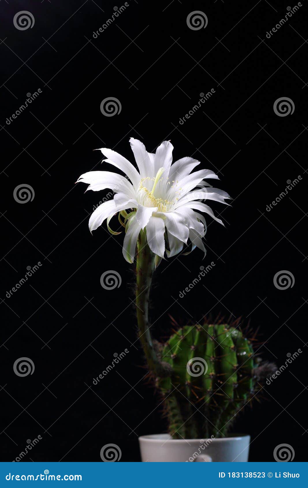 Flor Branca De Cacto De Bola Imagem de Stock - Imagem de esfera, preto:  183138523