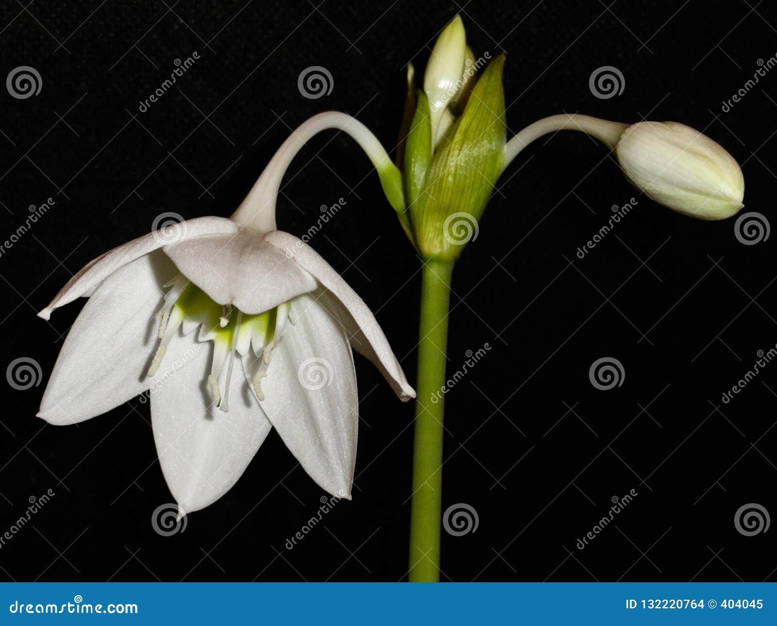 Flor Branca De Eucharis - Planta Da Casa Foto de Stock - Imagem de pétala,  fresco: 132220764