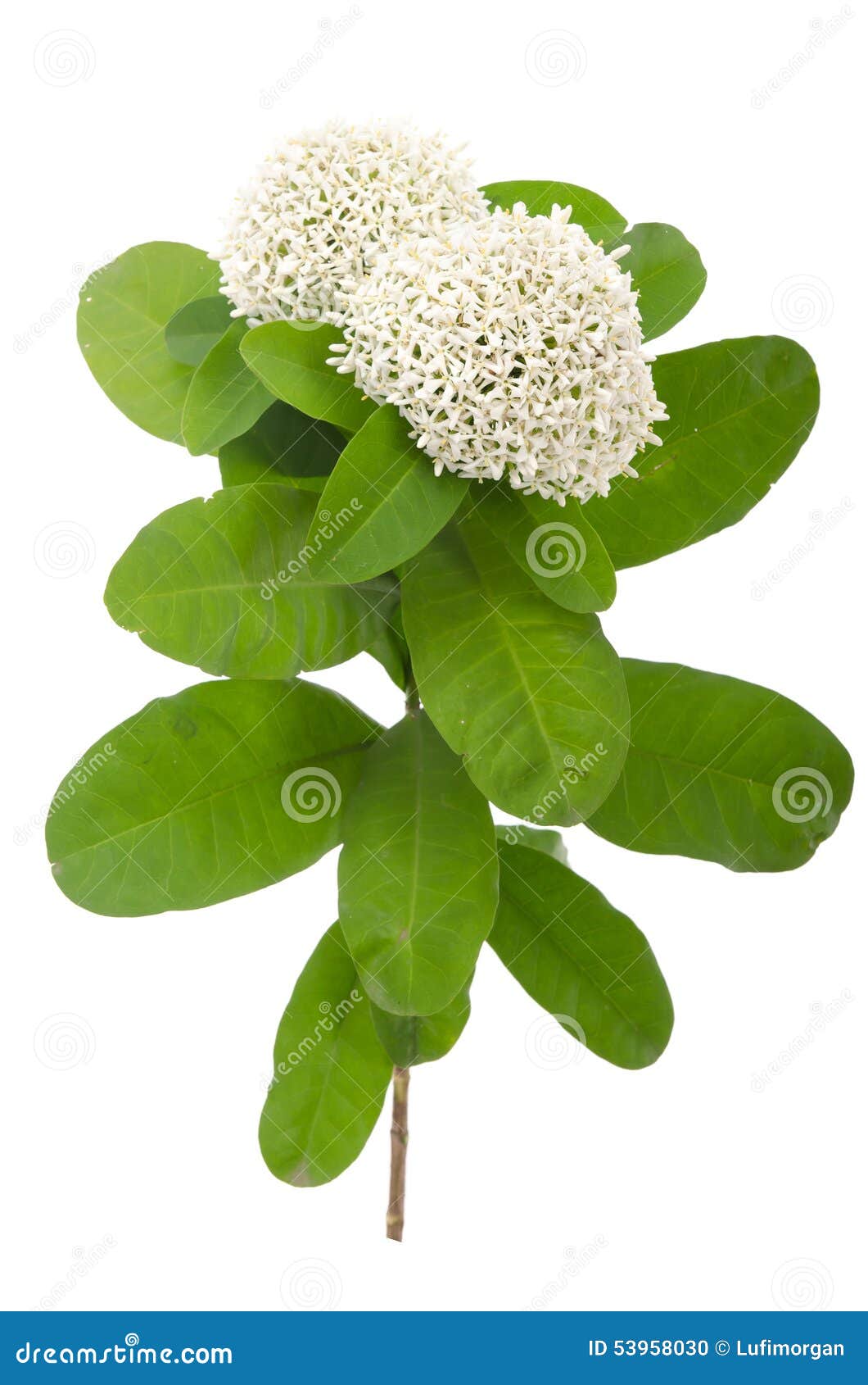 Flor branca de Ixora foto de stock. Imagem de flor, isolado - 53958030