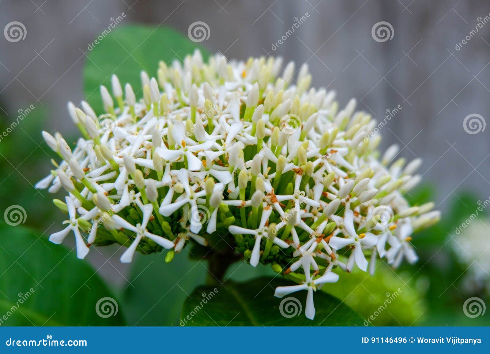 Flor branca de Ixora foto de stock. Imagem de vista, tropical - 91146496