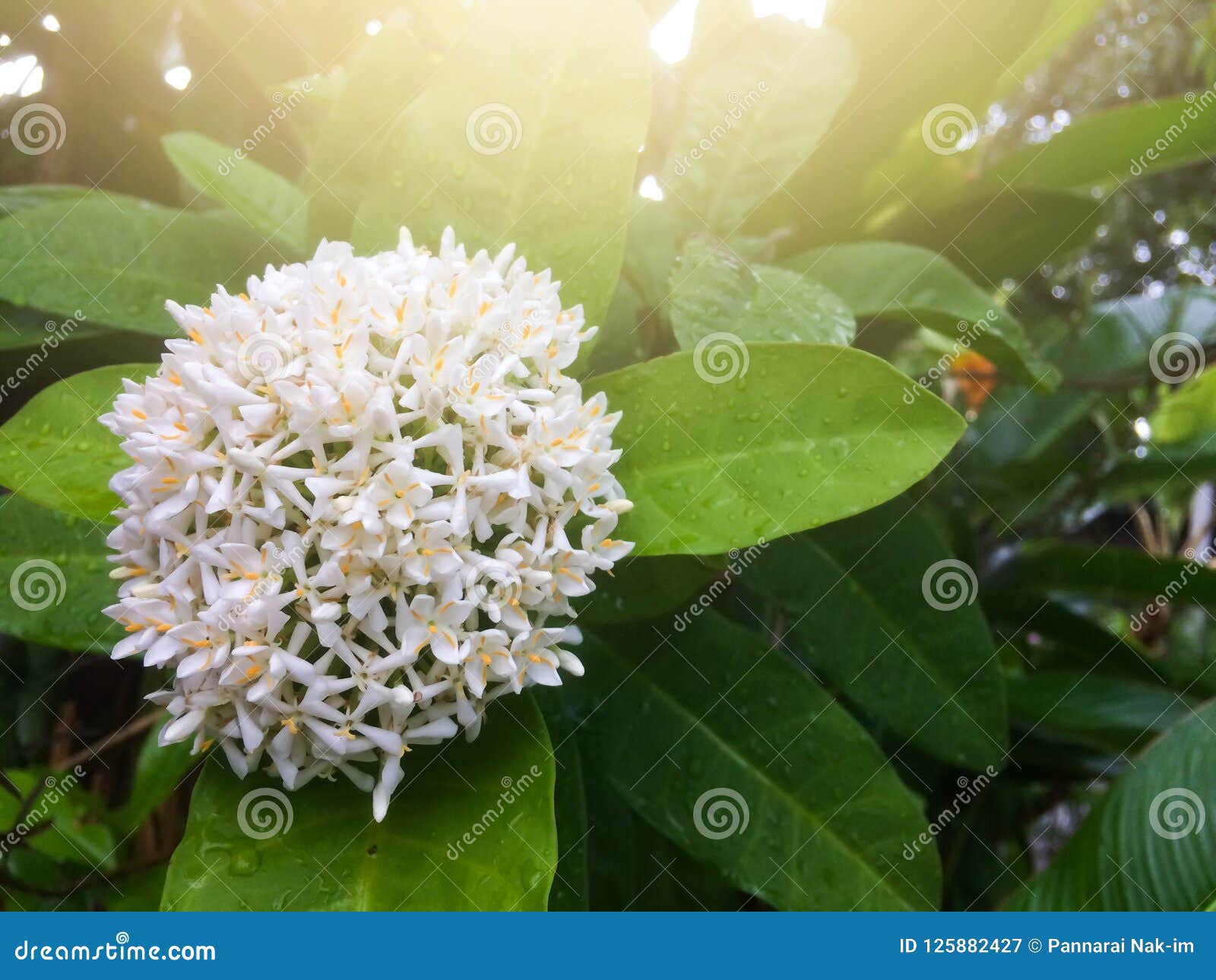 Flor Branca De Ixora Com Gotas Da Chuva E Iluminação Da Luz Do Sol Imagem  de Stock - Imagem de macro, mola: 125882427