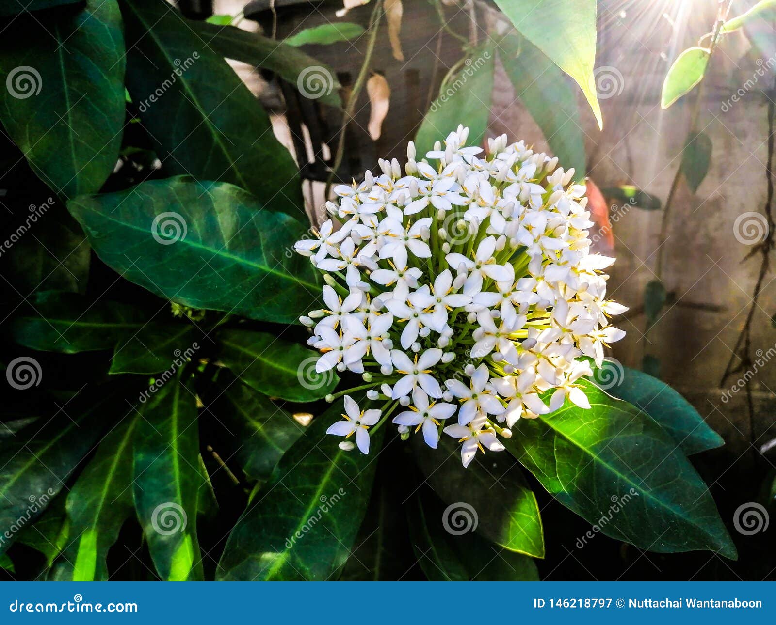 Flor Branca De Ixora - a Luz Do Sol Brilha Através Da Flor Branca Da Agulha  Na árvore Imagem de Stock - Imagem de fofofo, naughty: 146218797