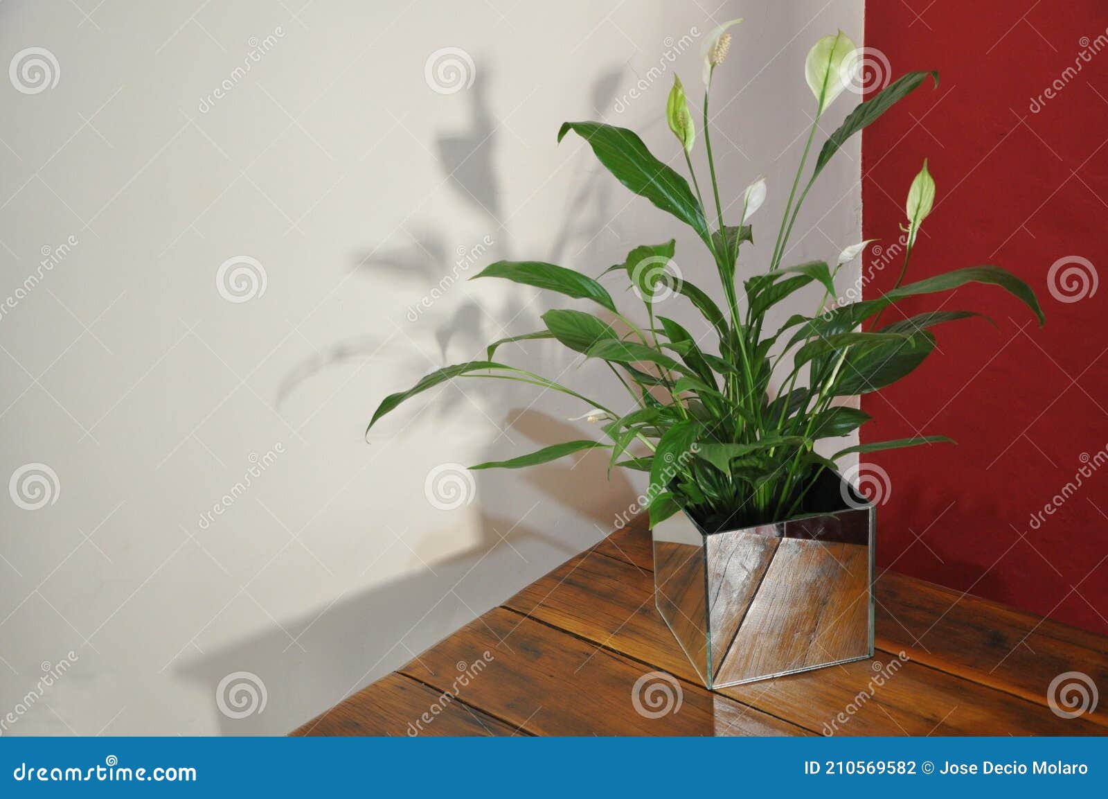 Flor Branca De Lírio Em Vaso De Vidro Sobre Mesa De Madeira Em Zoom Foto de  Stock - Imagem de tabela, grego: 210569582