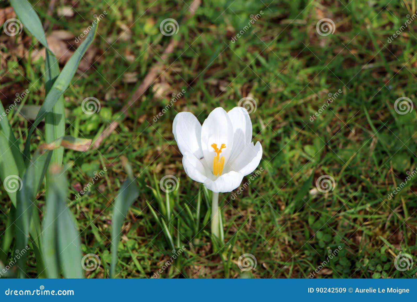Flor Branca Do Açafrão Em Um Jardim Imagem de Stock - Imagem de jardim, flor:  90242509