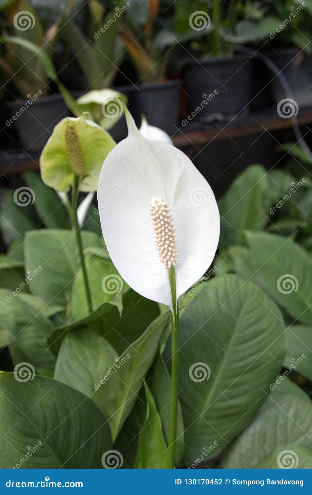 Flor Branca Do Antúrio, Flor Foto de Stock - Imagem de florescer, colorido:  130170452