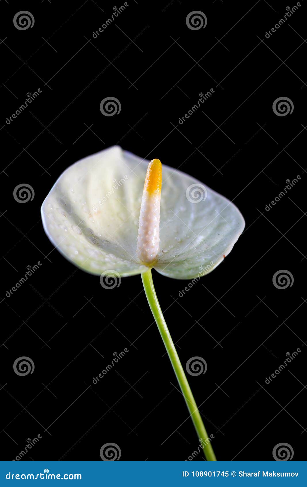 Flor Branca Do Antúrio Sobre Um Fundo Preto Imagem de Stock - Imagem de  beleza, verde: 108901745