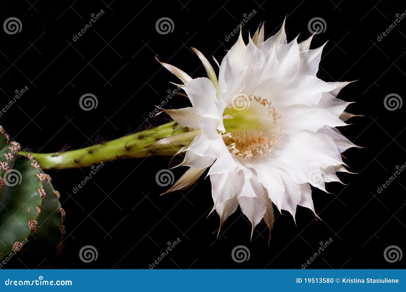 Flor branca do cacto foto de stock. Imagem de flora, detalhe - 19513580