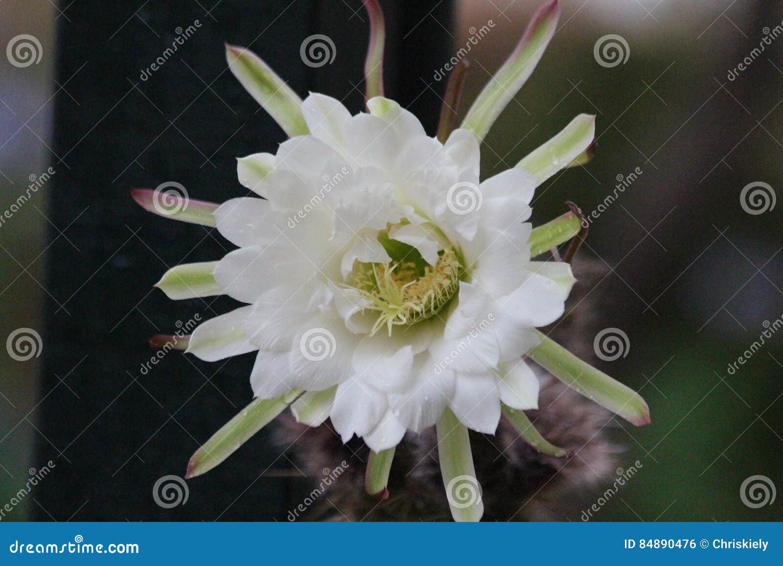 Flor branca do cacto foto de stock. Imagem de grande - 84890476