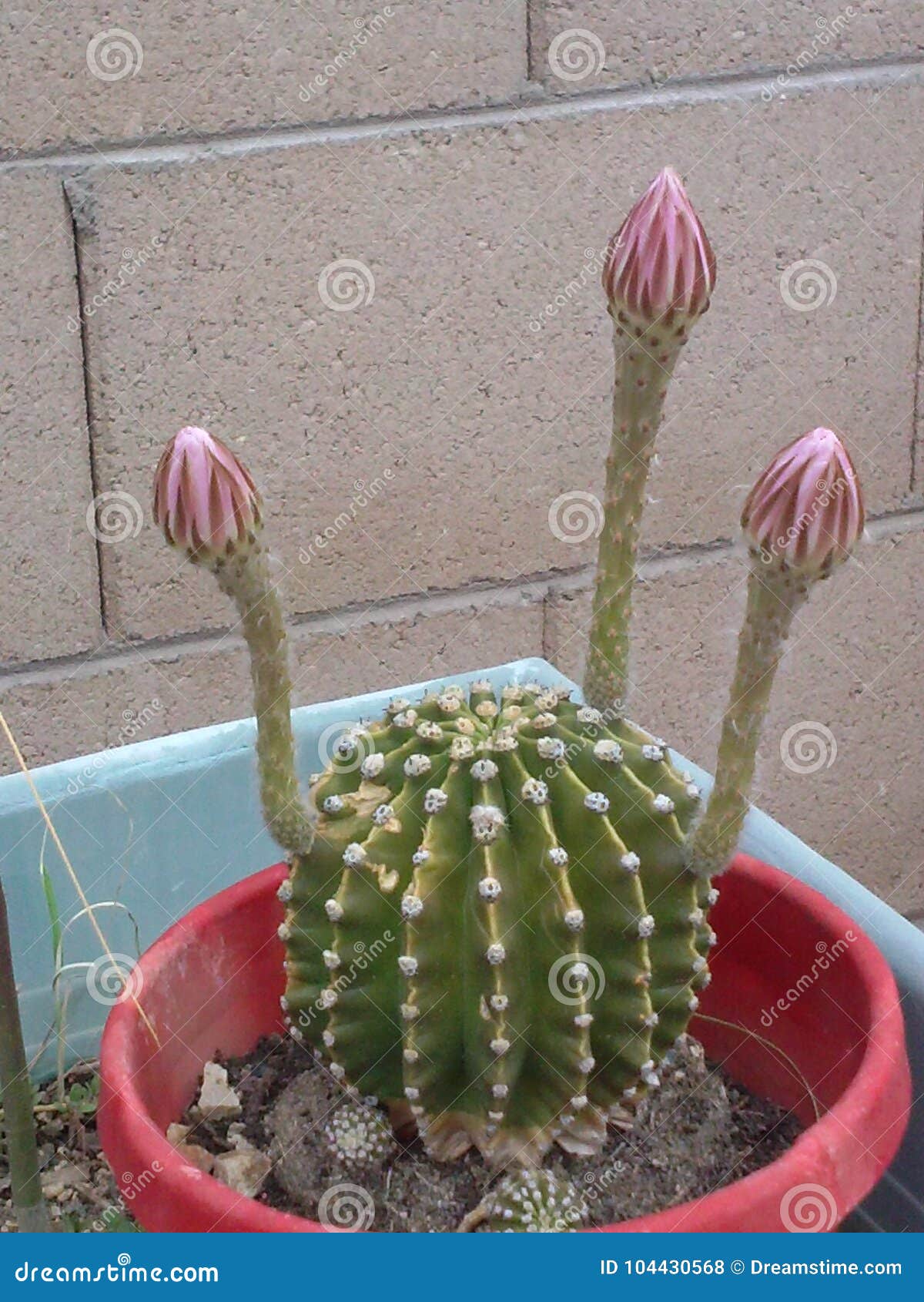 A Flor Branca Do Cacto Essa Floresce Somente Uma Vez Por Ano Foto de Stock  - Imagem de vaso, florescer: 104430568