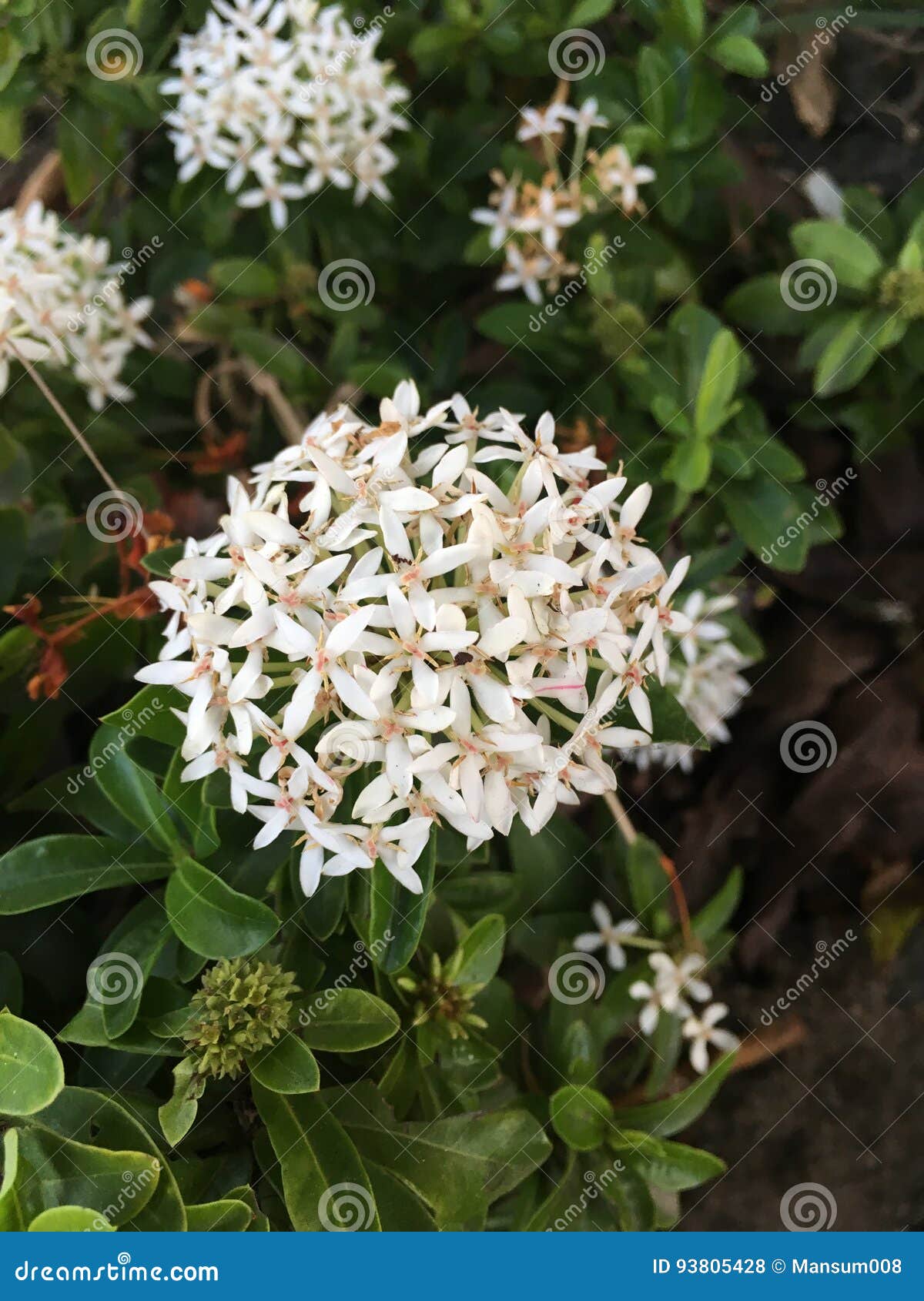 Flor Branca Do Coccinea Do Ixora Foto de Stock - Imagem de folhas, branco:  93805428