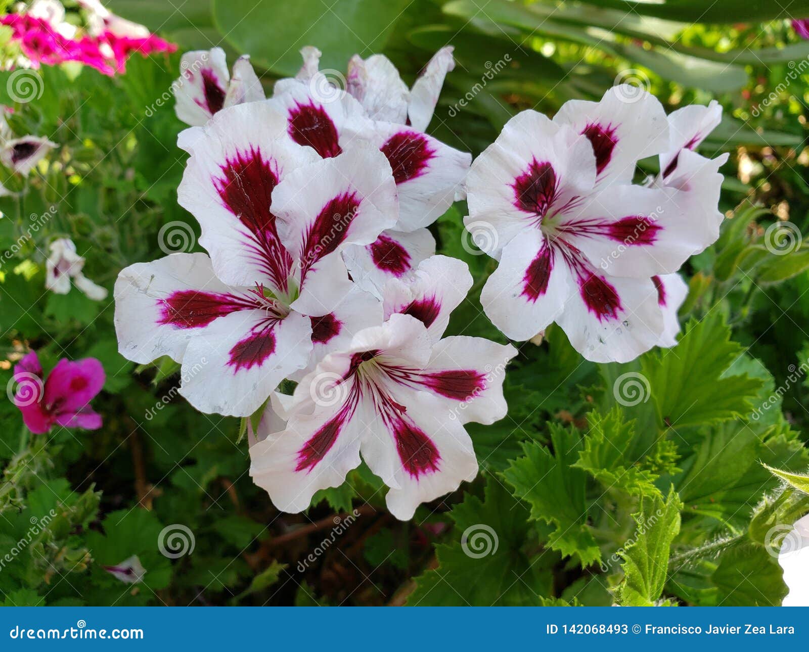 Flor Branca Do Gerânio Com Roxo Em Um Jardim Imagem de Stock - Imagem de  beleza, jardim: 142068493