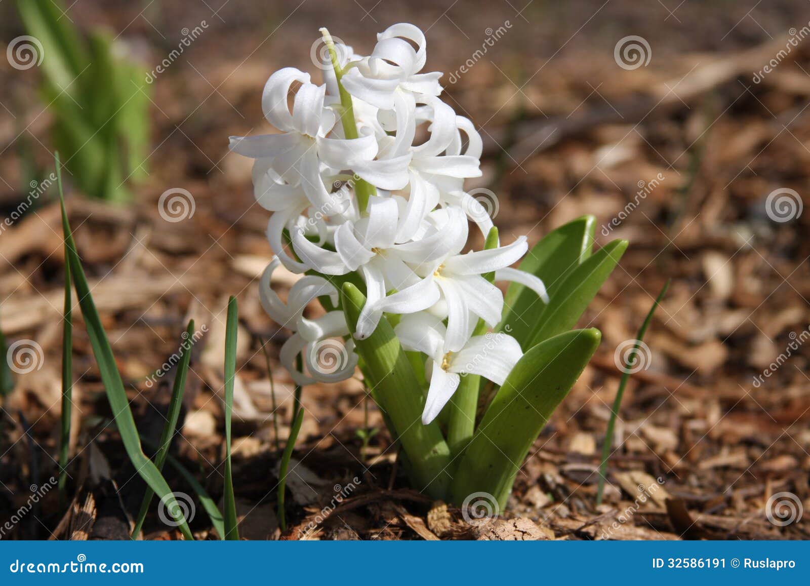 Flor branca do jacinto imagem de stock. Imagem de verde - 32586191