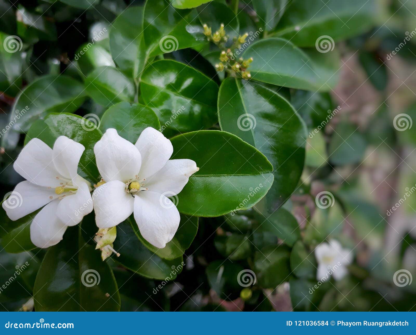 Flor Branca Do Jasmim De Sampaguita Foto de Stock - Imagem de flor, branco:  121036584