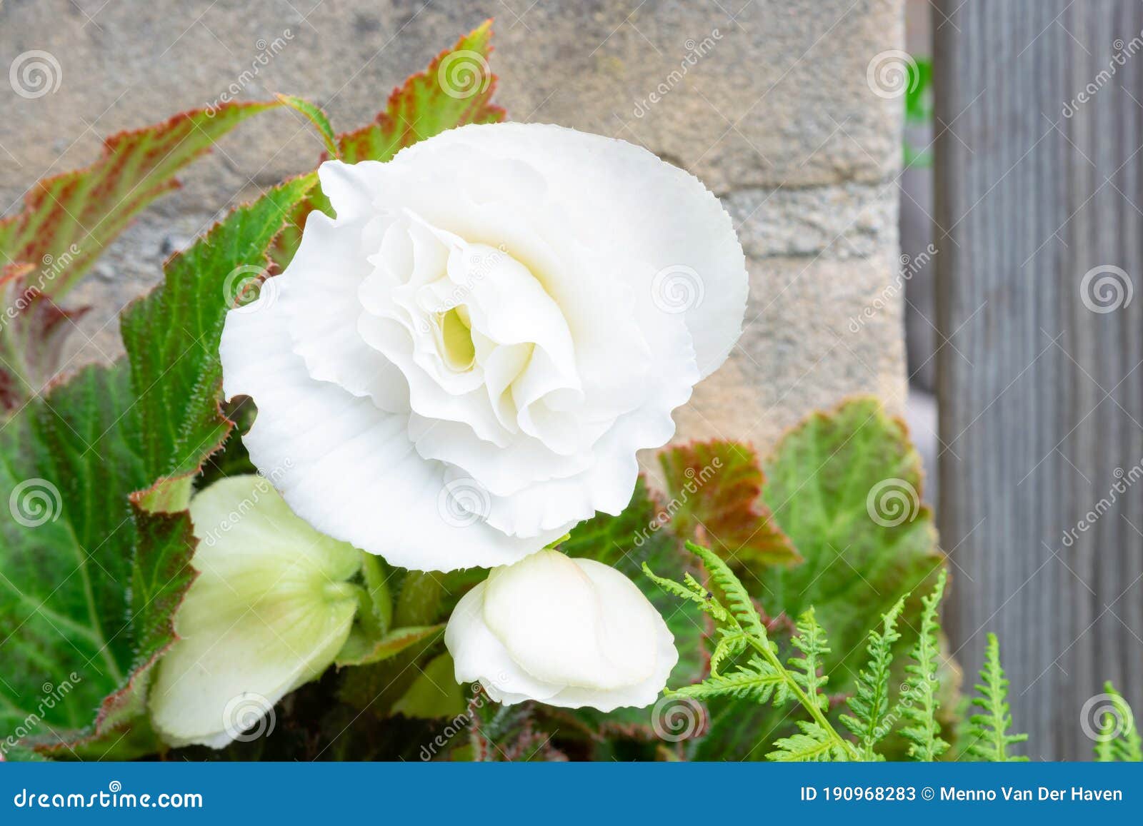 Flor Branca Dobrada De Begônia Tuberosa Imagem de Stock - Imagem de fresco,  folhas: 190968283