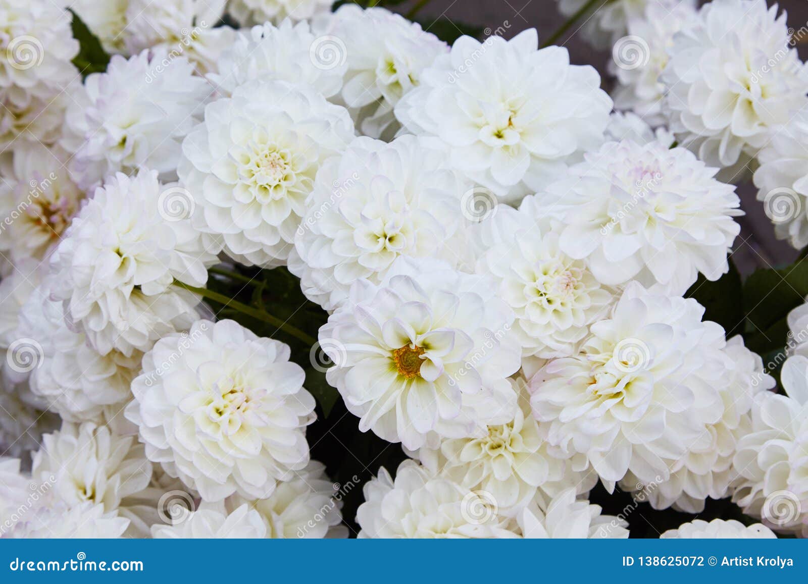 A Flor Branca E Amarela Da Dália, Com Geen O Fundo, Fora No Dia De Verão  Foto de Stock - Imagem de botânica, colorido: 138625072