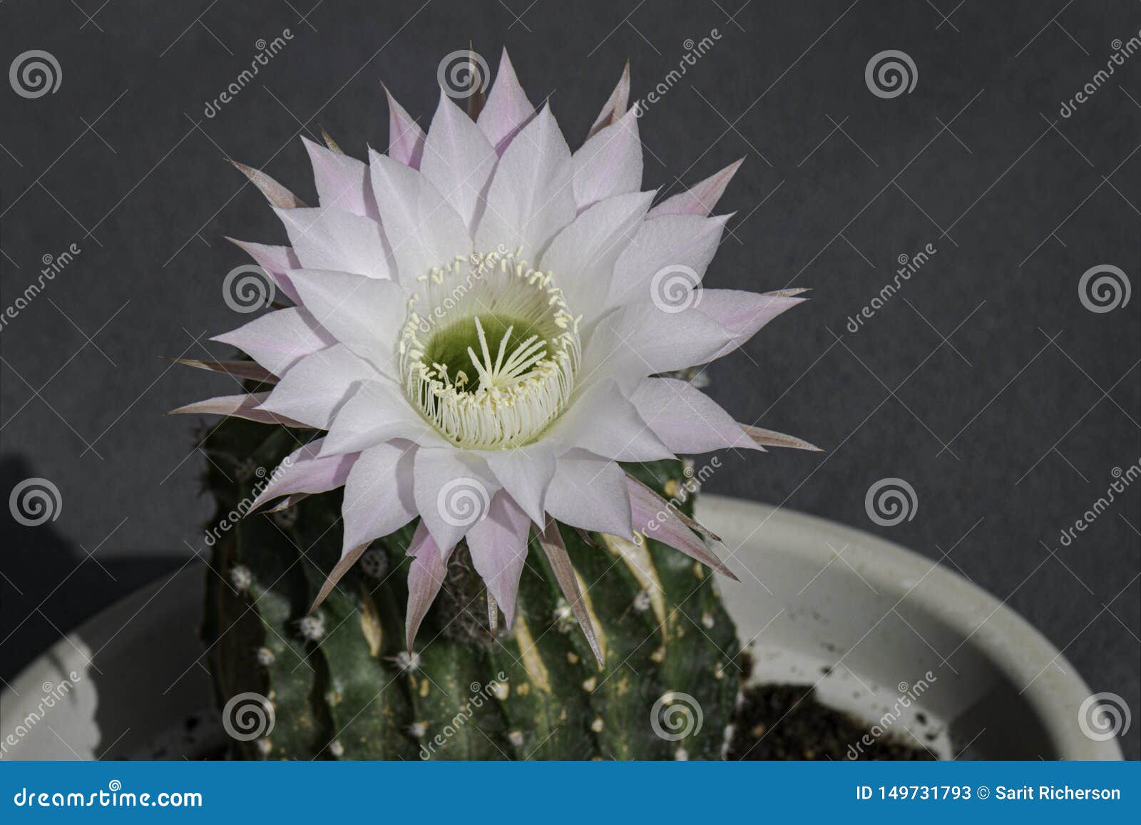 Flor Branca E Cor-de-rosa Do Cacto Em Uma Planta Feia Imagem de Stock -  Imagem de beleza, jardinar: 149731793