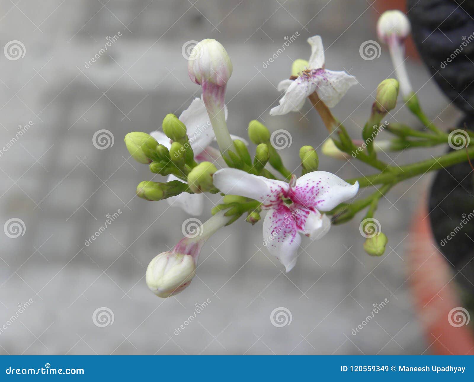 Flor Branca E Roxa Pequena Da Cor Da Planta Do Jasmim Imagem de Stock -  Imagem de flora, jardim: 120559349