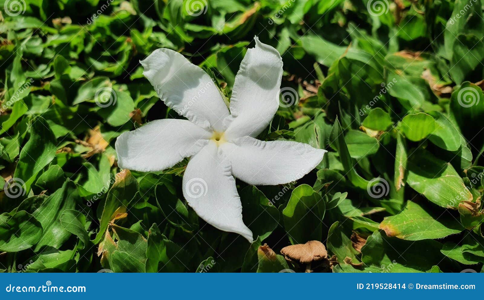 Flor Branca Em Forma De Estrela Na Grama Verde Foto de Stock - Imagem de  folha, arbusto: 219528414