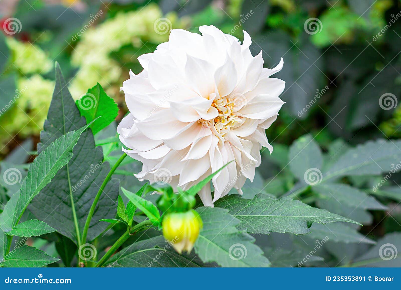 Flor Branca Fresca De Dália Branca No Jardim Sobre Fundo De Folhas Verdes  No Verão. Imagem de Stock - Imagem de cedo, verde: 235353891