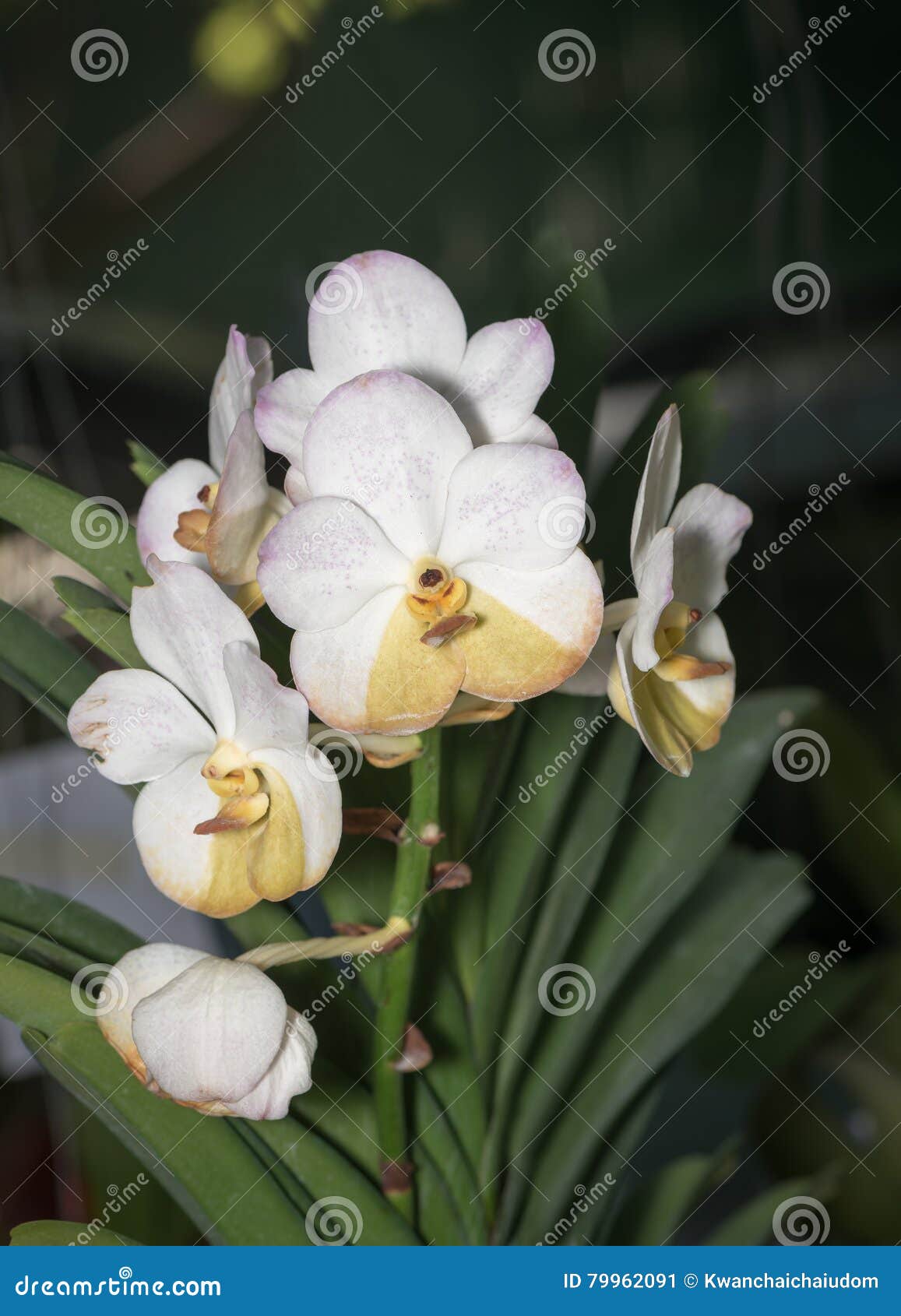 Flor Branca Híbrida Da Orquídea De Vanda Imagem de Stock - Imagem de macro,  tropical: 79962091