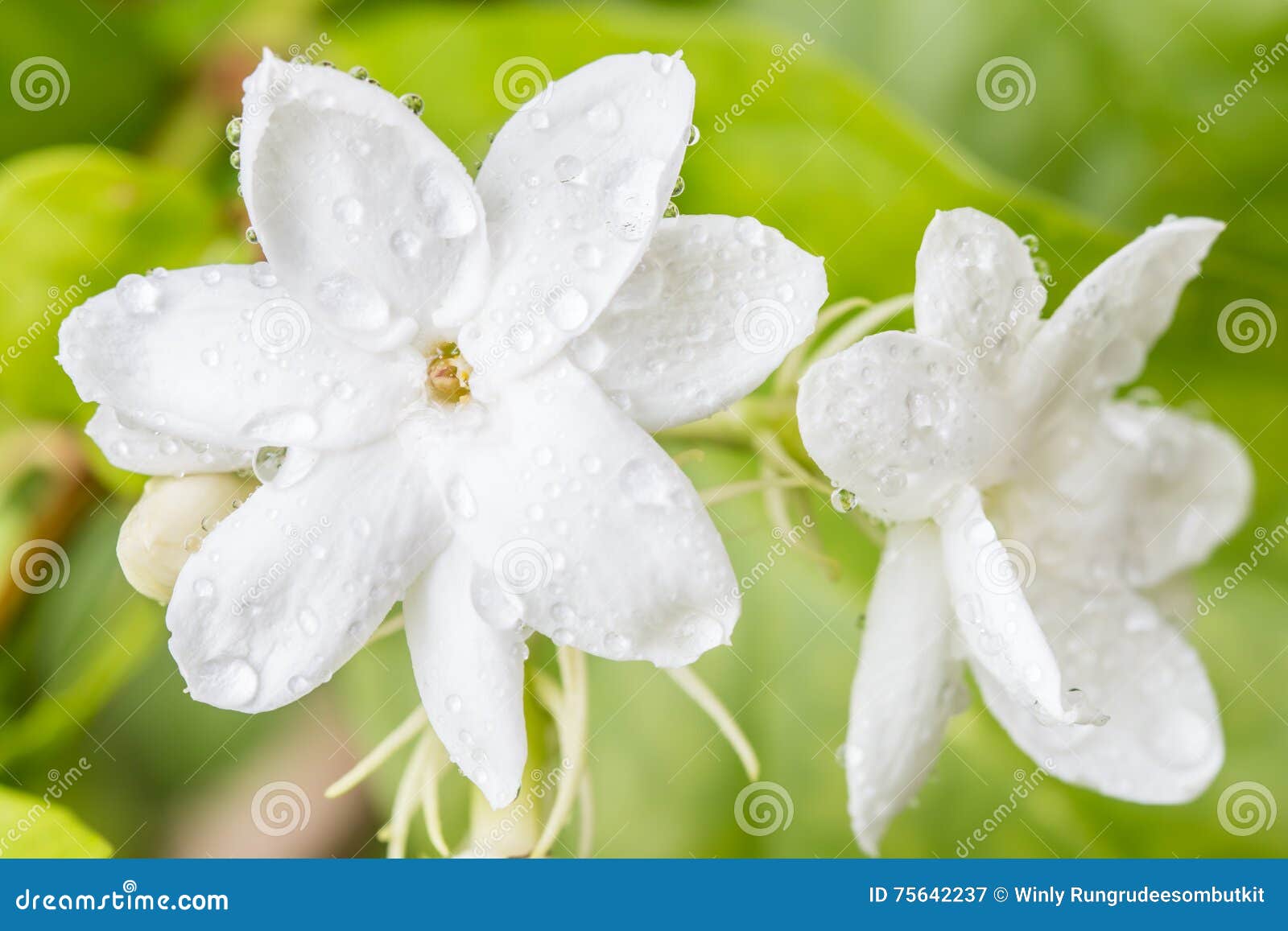 Flor Branca, Jasmim (sambac L Do Jasminum ) Imagem de Stock - Imagem de  verde, planta: 75642237