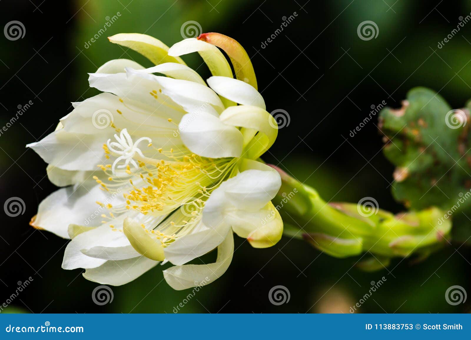 Flor Branca Lindo De Um Cacto De Orquídea Imagem de Stock - Imagem de  estigma, anteras: 113883753